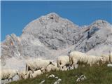 Ovčke so popestrile dogajanje vrh Tosca