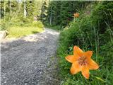 Weißenbach - Zgornja Belška planina / Obervellacheralm