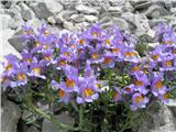 Alpska madronščica (Linaria alpina)