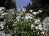 Alpine rock-cress (Arabis alpina)