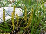 Alpska drežica (Selagonella selaginoides)
