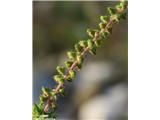 Pelinolistna žvrklja - ambrozija (Ambrosia artemisiifolia)