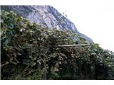 Sentiero Scaloni, Sentiero dell Anglone Ob povratku pod grebenom sva srečevala nasade kivija, prepolne zrelih sadežev