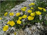 Gorska zlatica (Ranunculus montanus)