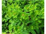 Sladki mleček (Euphorbia dulcis)