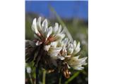 Plazeča ali bela detelja (Trifolium repens)