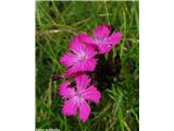 Navadni klinček (Dianthus carthusianorum)
