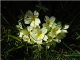 Navadni jeglič ali trobentica (Primula vulgaris)