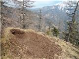 Mravljišče, ki ga je verjetno medved razkopal na grebenu Javorjevega vrha 