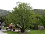 Krnica (bridge over Radovna) - Gogala linden tree