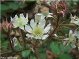 Srhkostebelna robida (Rubus hirtus) z značilnimi žlezastimi bodicami.