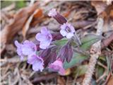 Navadni pljučnik (Pulmonaria officinalis)