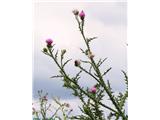Navadni bodak (Carduus acanthoides)