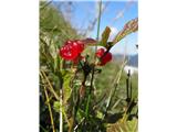 Skalna robida (Rubus saxatilis)