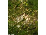 Kamnokrečna lepnica (Silene saxifraga)