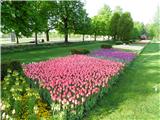Arboretum - Volčji pottok Polja tulipanov