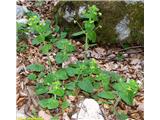 Spomladanska črnobina (Scrophularia vernalis), dolina Grohat (Kamniški vrh), Slovenija.