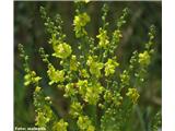 Usločenolistni lučnik (Verbascum sinuatum)
