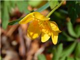Zlatičnata vetrnica (Anemone ranunculoides)