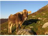 Krn-Batognica-Vrh nad Peski pod planino Slapnik sem na jutranji paši zmotila čredo krav in ovac