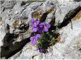 Bobotov kuk 2523 m.n.m. Durmitor, Črna Gora Cvetje, ki ga pri nas še nismo videli...