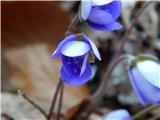 Navadni jetrnik (Hepatica nobilis)