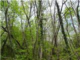 Veliko drevesnih zajedalcev v gozdu