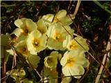 Common Primrose (Primula vulgaris)