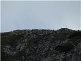 Ovce na grebenu Begunjščice