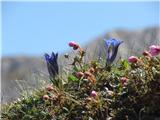 Prečenje grebena Orlic, Jelenčki - Krkotnik - Celovška špica - Stol če je bil že lep dan, še malo rož