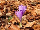 Crngrob - Archangel Gabriel (Planica)