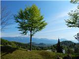 Kupljenik - Danejeva planina