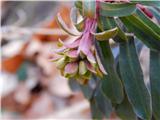 Almond Spurge (Euphorbia amygdaloides)