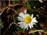 Crngrob - Archangel Gabriel (Planica)