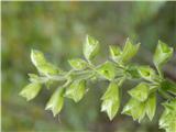 Lepljiva kadulja (Salvia glutinosa)