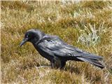 Eagles Nest - Mount Kosciuszko