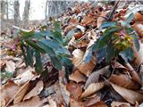 Almond Spurge (Euphorbia amygdaloides)