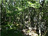Bukov gozd