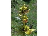 Bratinski ali zrasloprašnični svišč ali košutnik (Gentiana lutea subsp. symphyandra)