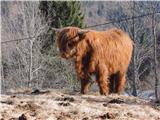 Škotsko visokogorsko govedo na kmetiji na zg. Podjelju