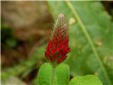 Škrlatnordeča detelja (Trifolium rubens)