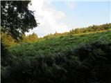 Javorškov hrib ..kolovoz kasneje zavije in preči pobočje pod travnikom...