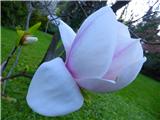 - Čudoviti cvetovi magnolije