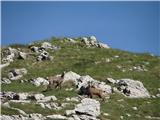 Bobotov kuk 2523 m.n.m. Durmitor, Črna Gora Na poti nismo bili sami... :-)