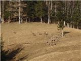 jeleni na kmetiji Zg. Klinar