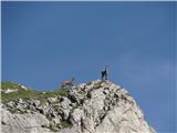 Bobotov kuk 2523 m.n.m. Durmitor, Črna Gora V parih skokih sta bila na grebenu...