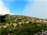 ovce na Veliki Zelenici(2114 m)