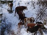 Krave na planini Preval pa še kar vstrajajo