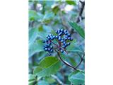 plodovi kovinsko modre barve zimzelene brogovite