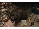 V muzeju -jamski medved .